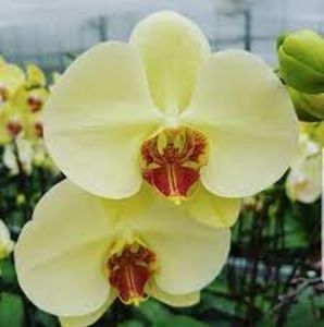 Phalaenopsis Lime Yellow Red-Lip