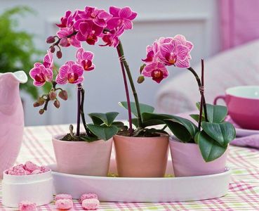 Phalaenopsis Little-Lady Malaienblumen