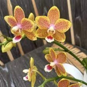 Phalaenopsis Miki Big Wave