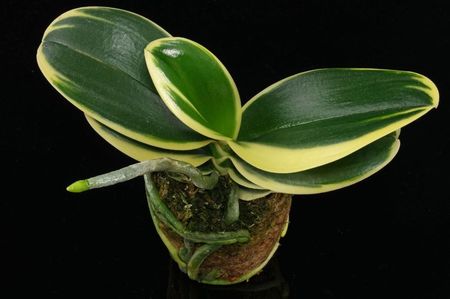 Phalaenopsis-Sogo-Vivien-Variegata