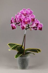 Phalenopsis Hybrid Sogo Vivien