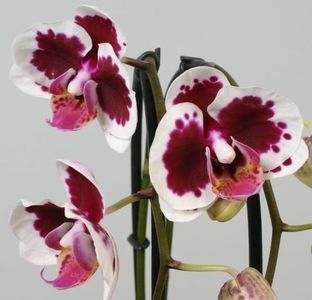 Purple Gaudi phalaenopsis