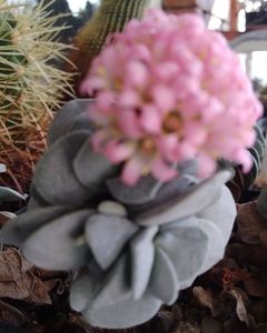 Crassula morgan's beauty 