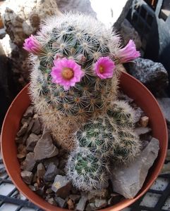 Mammillaria laui v. dasyacantha 