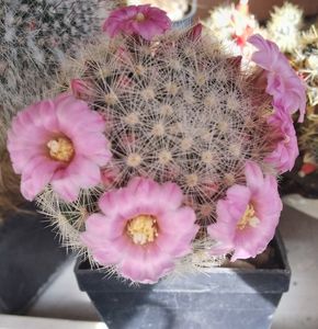 Mammillaria laui v. dasyacantha