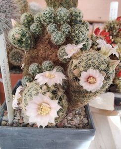 Mammillaria schiedeana subs. giselae