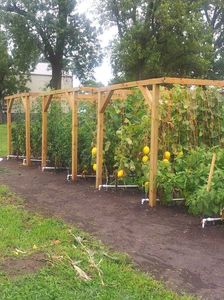 ㏗  hydroponic vertical garden; growing plants without soil cause mineral nutrients are provided through the water
