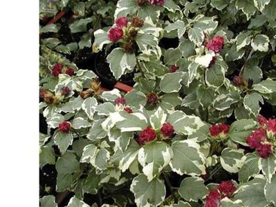 hibisus variegatus