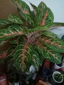 Aglaonema
