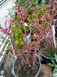 CERCIS, sau copacul lui Iuda