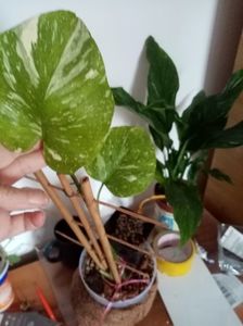 Monstera variegata Tai Consyelation
