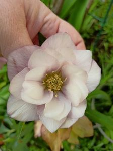 Helleborus Double Ellen Pink