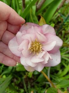 Helleborus Double Ellen Pink