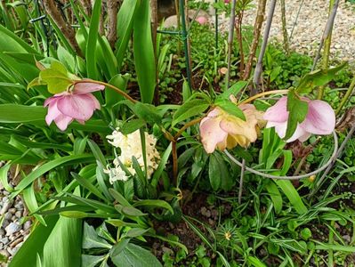 Helleborus Double Ellen Pink