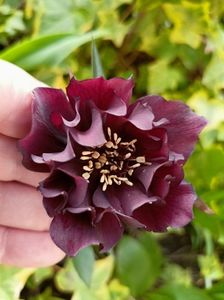 Helleborus Double Ellen Purple