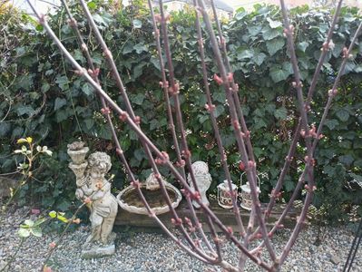 Acer palmatum "Shaina"