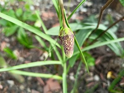 Fritillaria meleagris