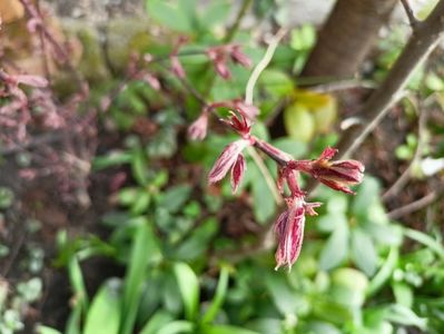 Acer palmatum "Pixie"