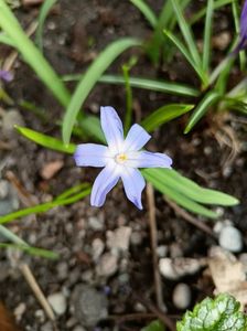 Chionodoxa forbesii