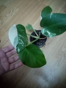 Monstera Albo variegata(baby plante)