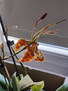 psychopsis papilio mariposa GV