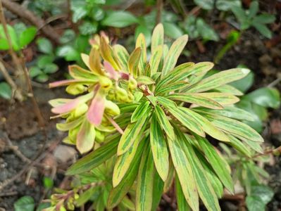 Euphorbia "Ascot Rainbow"