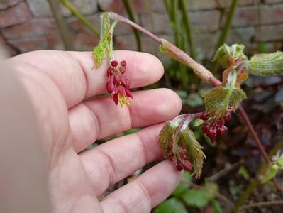Acer "Mai Kujaku"