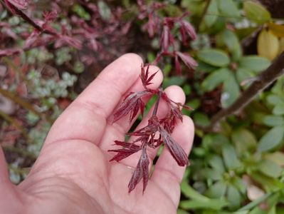 Acer "Pixie"