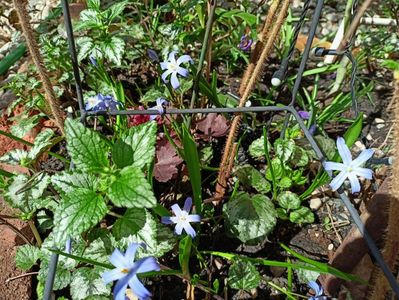Chionodoxa forbesii