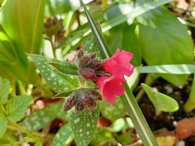 Pulmonaria "Shrimps on the Barbie"