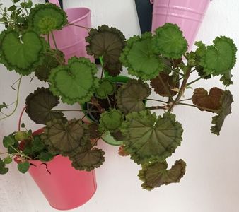 Distinction; Muscata inimioara, asa ii spun! ;) Ma topesc de dragul ei, multumesc din tot sufletul si pentru aceasta bijuterie! ❤️❤️❤️
