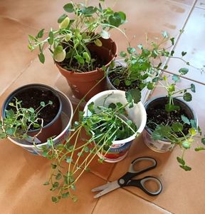 Un vis devenit realitate!; Iti multumesc cu toata inima! ❤️❤️❤️
