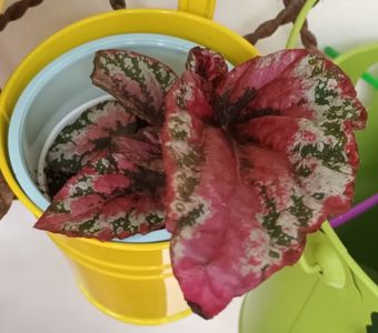 O comoara vie!; Nu mai este nici o surpriza... frunze colorate? Le iubeeeeeesc!! Multumeeeeeesc! ❤️❤️❤️
