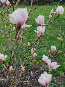magnolia "soulangiana"