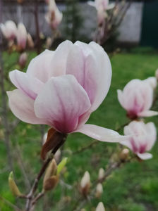 magnolia "soulangiana"