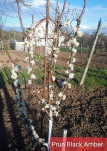 Prune foarte mari; 28 Martie ( -2 grade ) Timisoara
