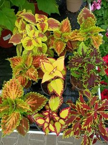 Img.2023.03.25- Coleus
