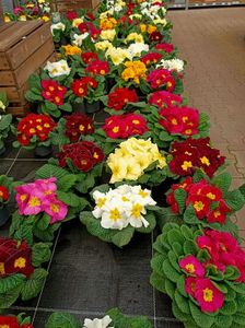 Img.2023.03.29- primula