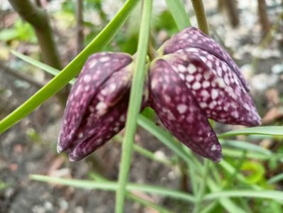 Fritillaria meleagris