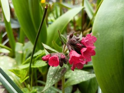 Pulmonaria "Shrimps on the Barbie"