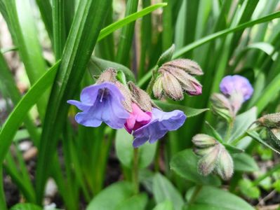Pulmonaria "Blues Ensign"