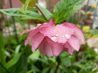 Helleborus "Double Pink"