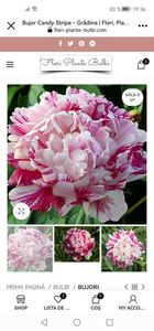 Screenshot_20230331_193609_com.facebook.katana