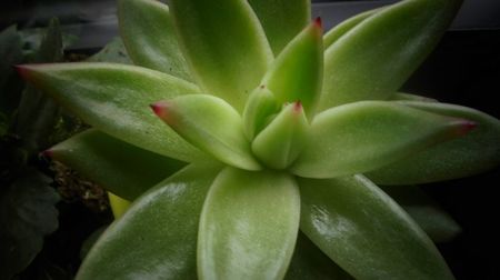 Echeveria