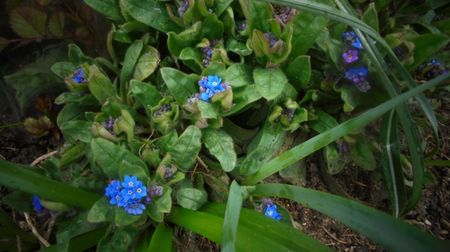 Myosotis