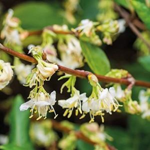 lonicera fragantissima 0,5m-22lei; 3buc
