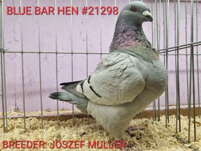 FEMELĂ H 22 - 21298 - JOSZEF MULLER