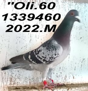 2022.1339460.M  OLI.60 - Copy (2)