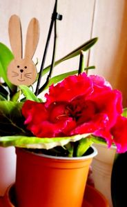 02.04.2023; Gloxinia
