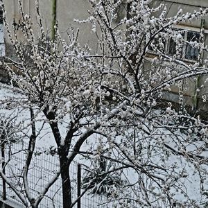 Cais inflorit